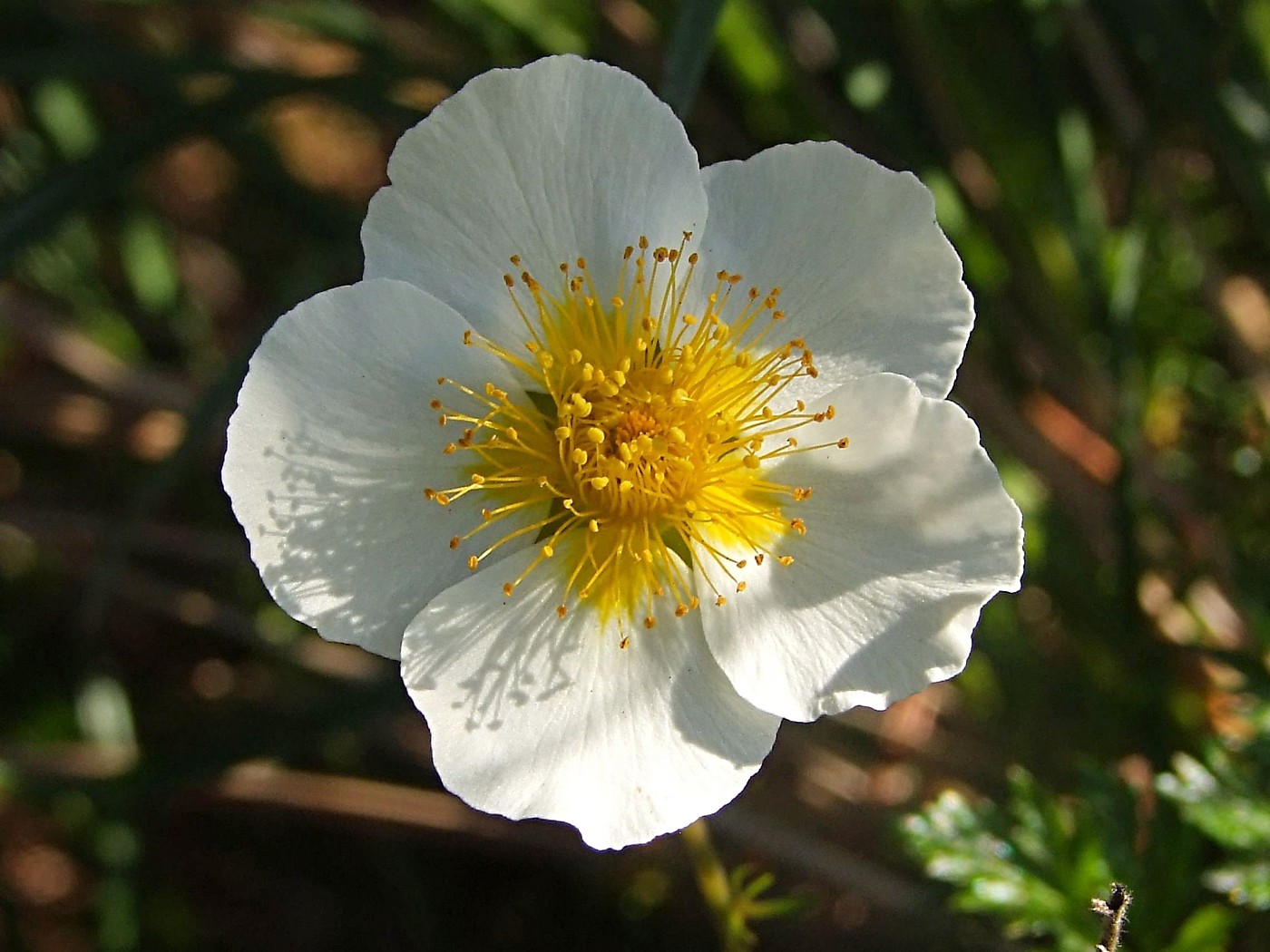 Image of Sieversia pusilla specimen.