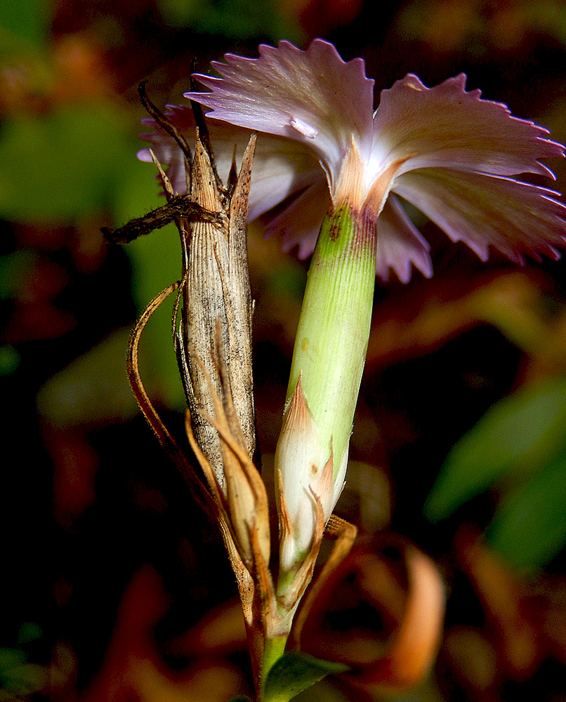 Image of Dianthus caucaseus specimen.