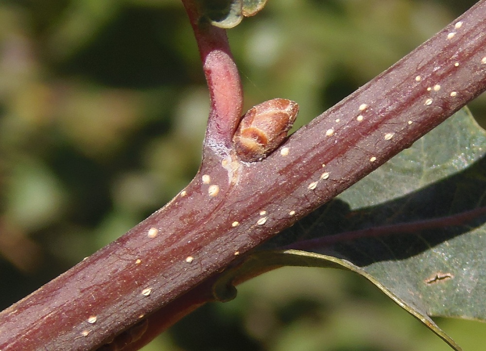 Изображение особи род Quercus.