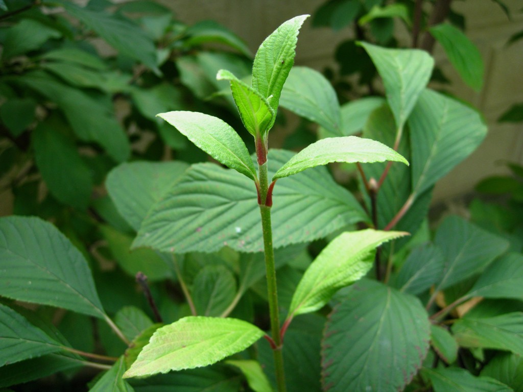 Image of Viburnum × bodnantense specimen.