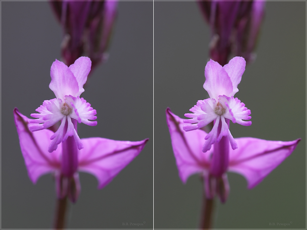 Image of Polygala major specimen.