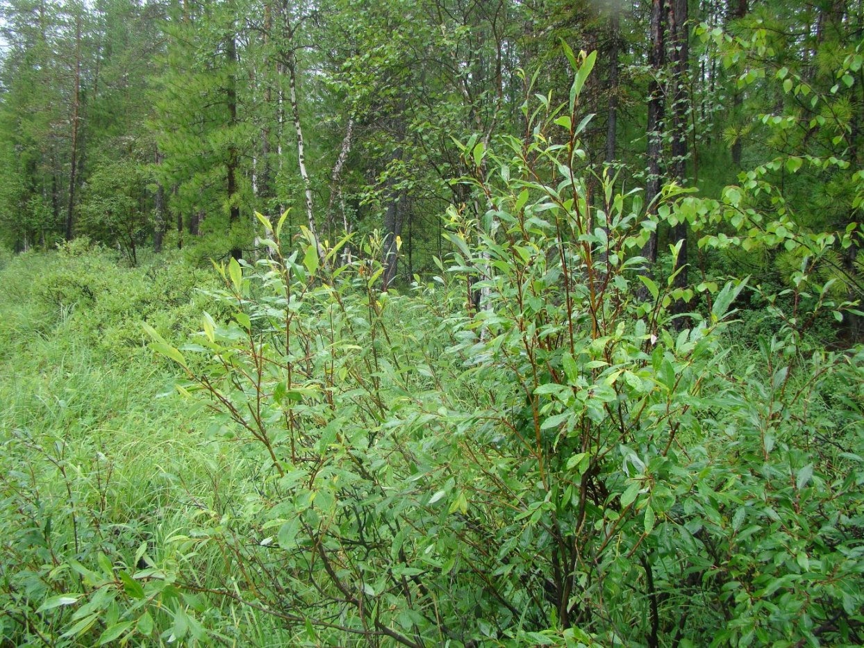 Изображение особи Salix phylicifolia.