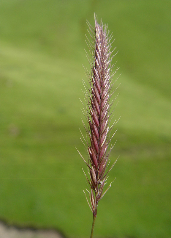 Изображение особи Hordeum violaceum.