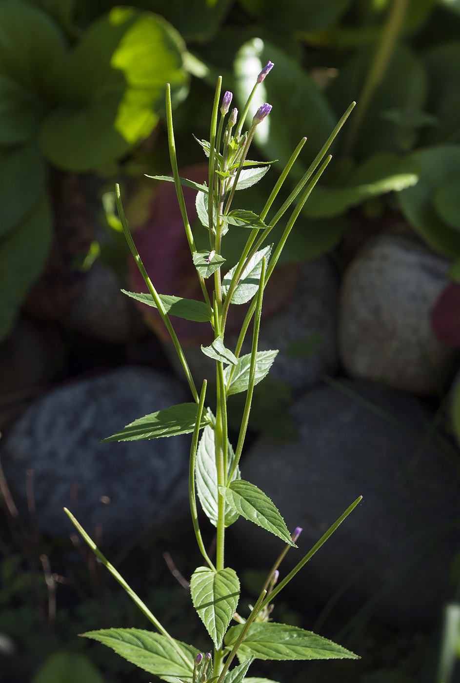 Image of Epilobium adenocaulon specimen.