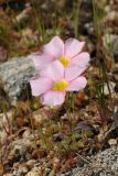 Oxalis obtusa