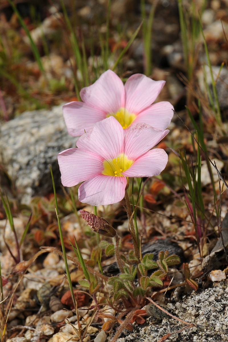 Image of Oxalis obtusa specimen.