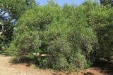 Searsia lancea
