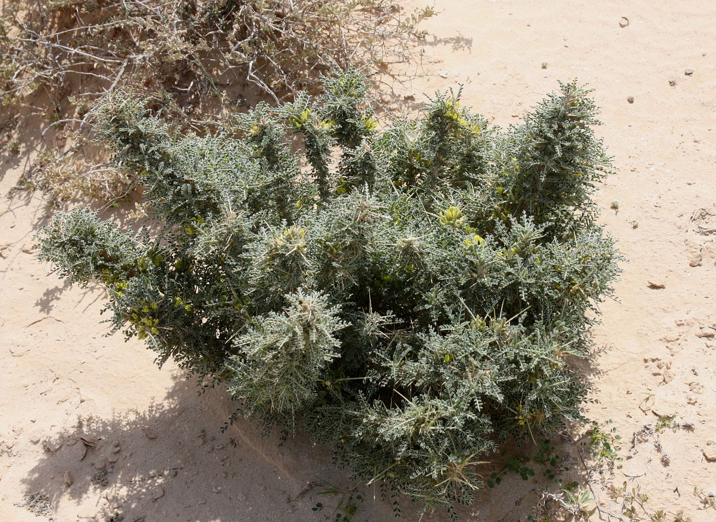 Изображение особи Astragalus trigonus.