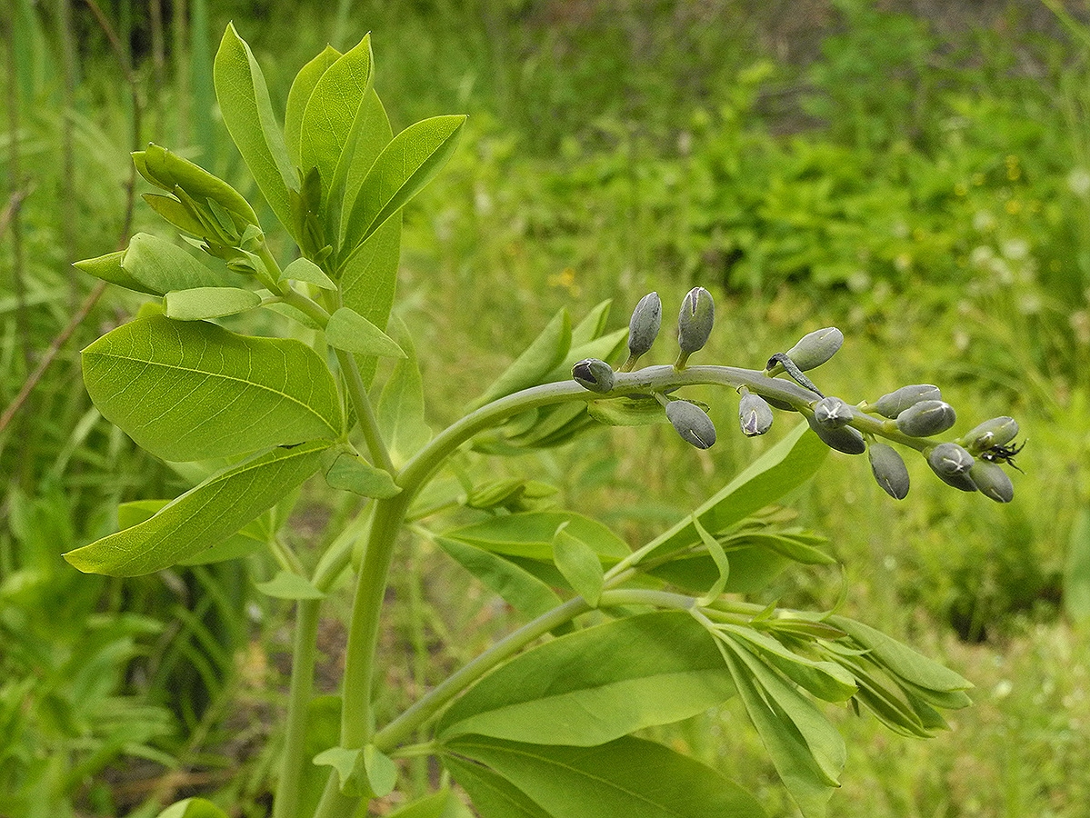 Image of Baptisia australis specimen.