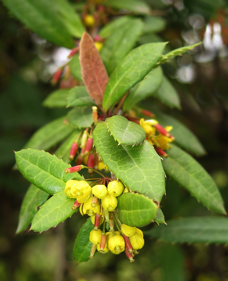 Image of Berberis levis specimen.