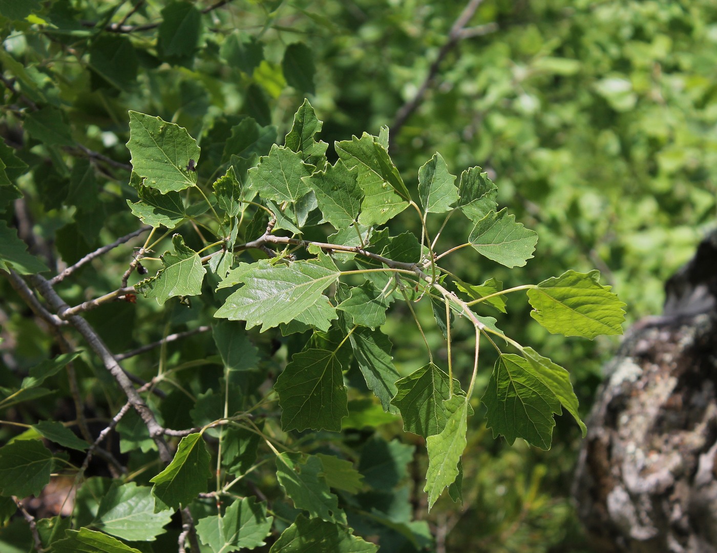 Изображение особи Populus × canescens.