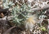 Echinops spinosissimus ssp. spinosus