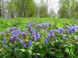 Pulmonaria mollis