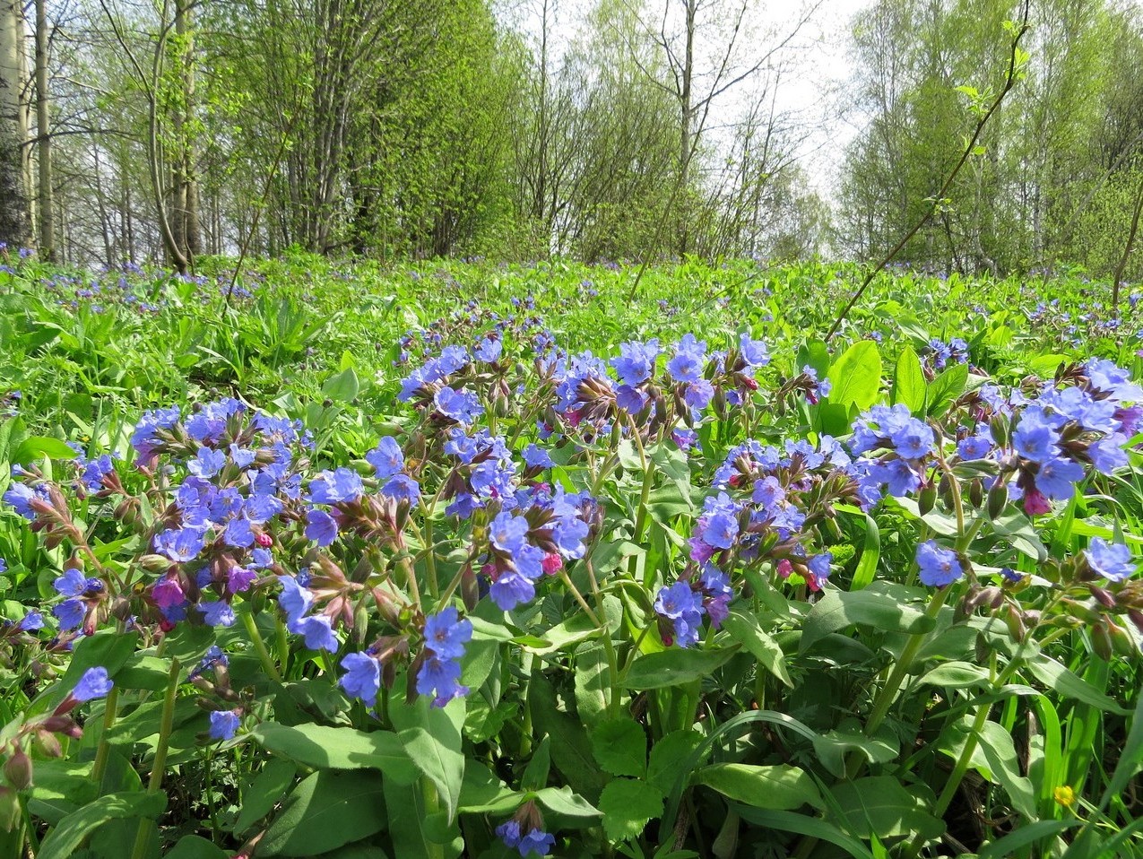 Image of Pulmonaria mollis specimen.