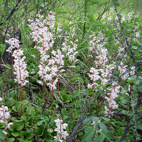 Изображение особи Pyrola incarnata.