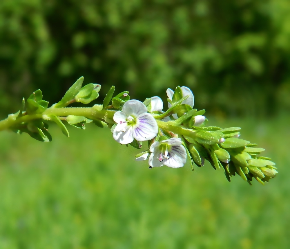 Image of Veronica serpyllifolia specimen.