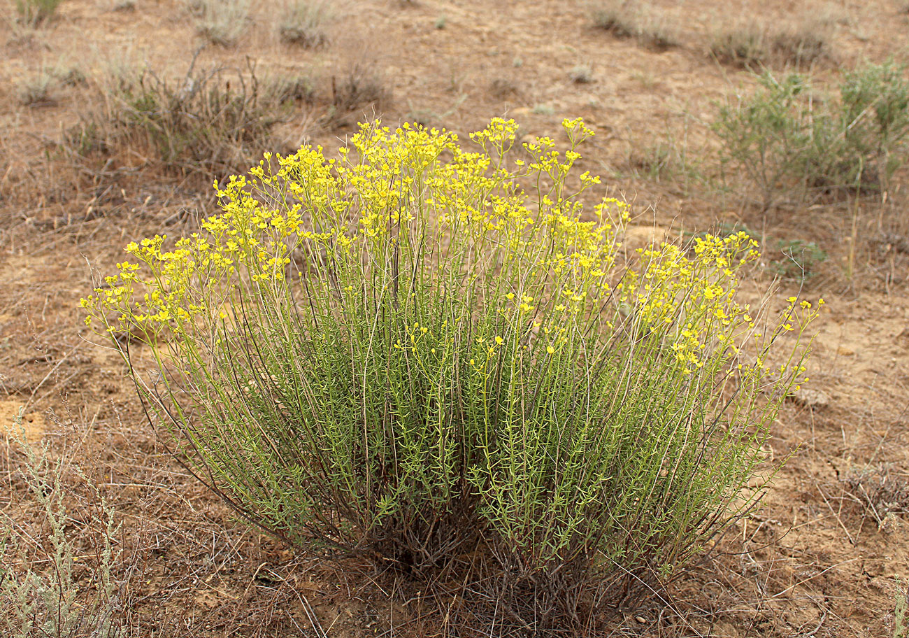 Image of Haplophyllum obtusifolium specimen.