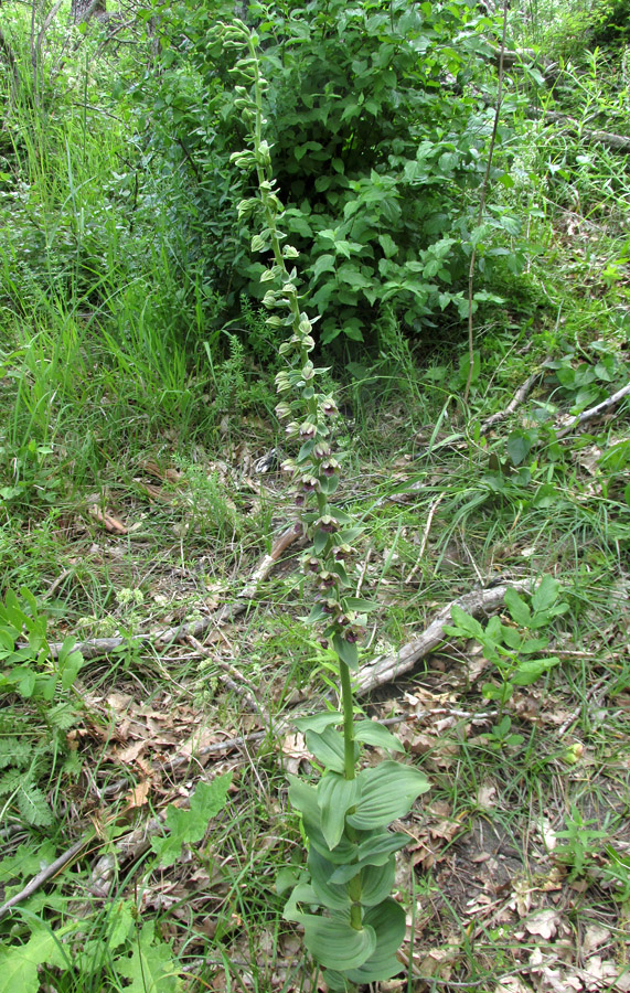 Изображение особи Epipactis helleborine.