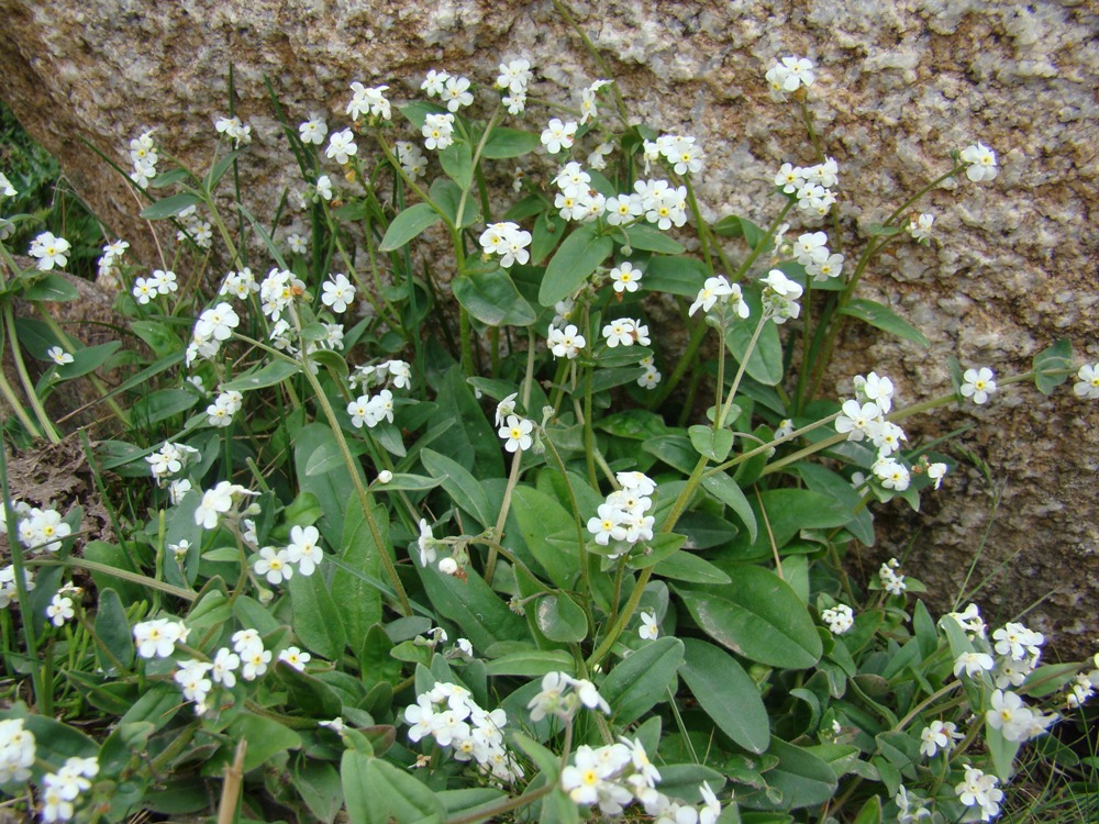 Изображение особи Tianschaniella umbellulifera.