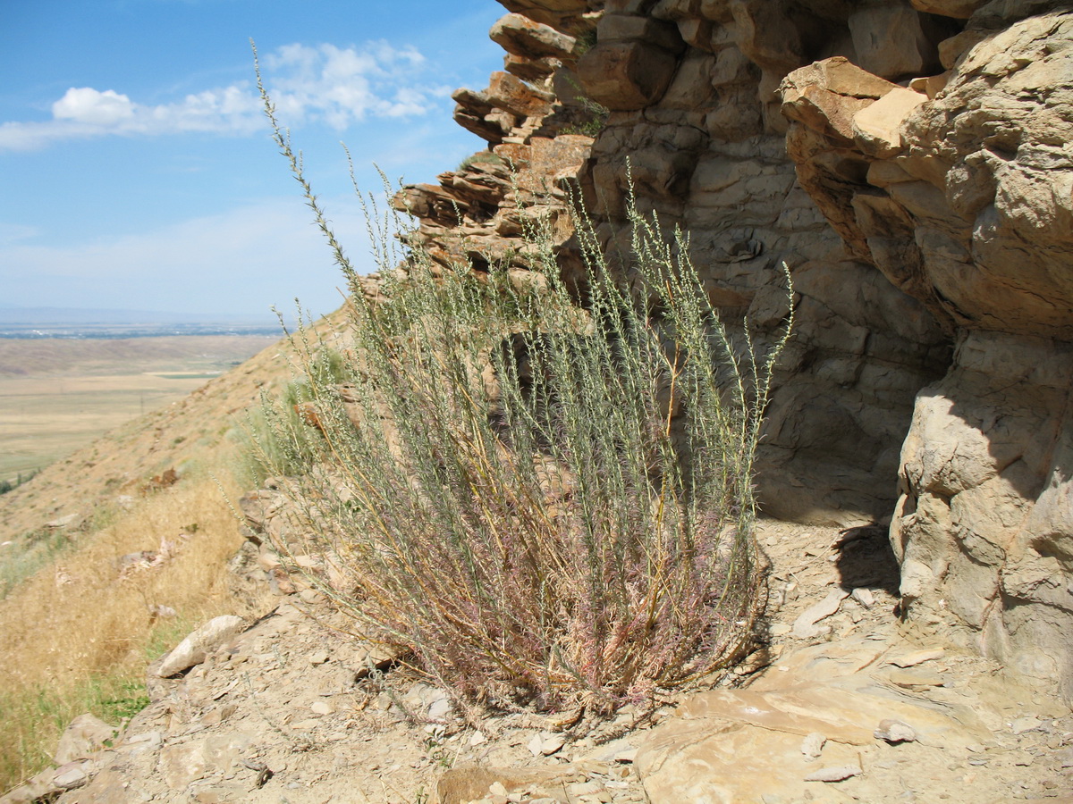 Image of Bassia tianschanica specimen.