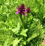 Dactylorhiza