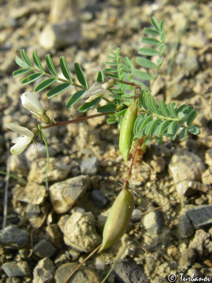 Изображение особи Astragalus guttatus.