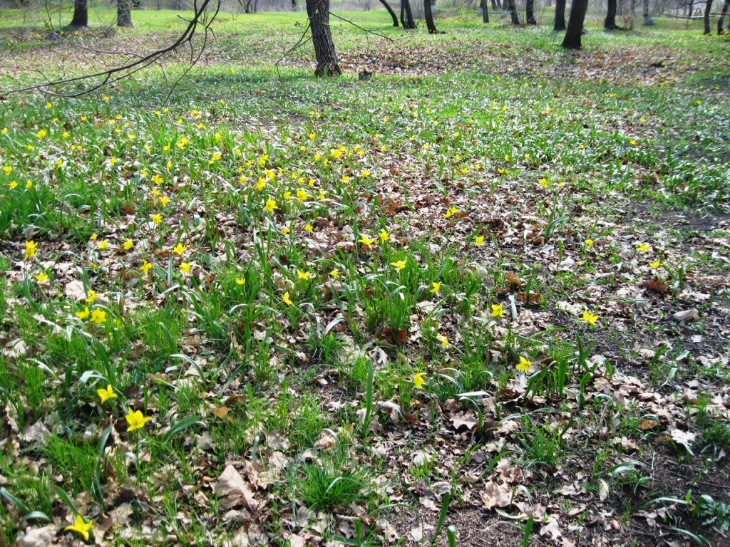 Image of Tulipa biebersteiniana specimen.