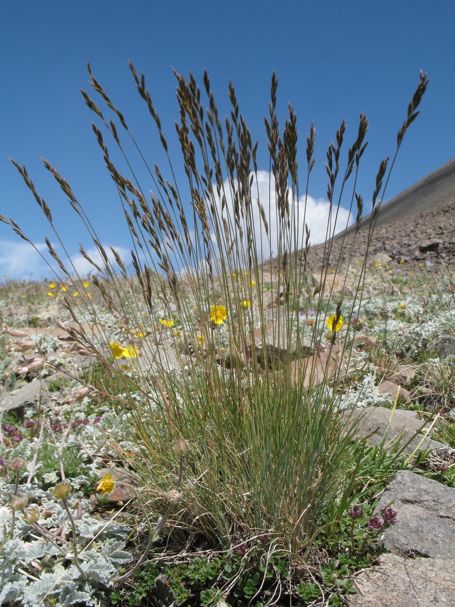 Image of Festuca kryloviana specimen.