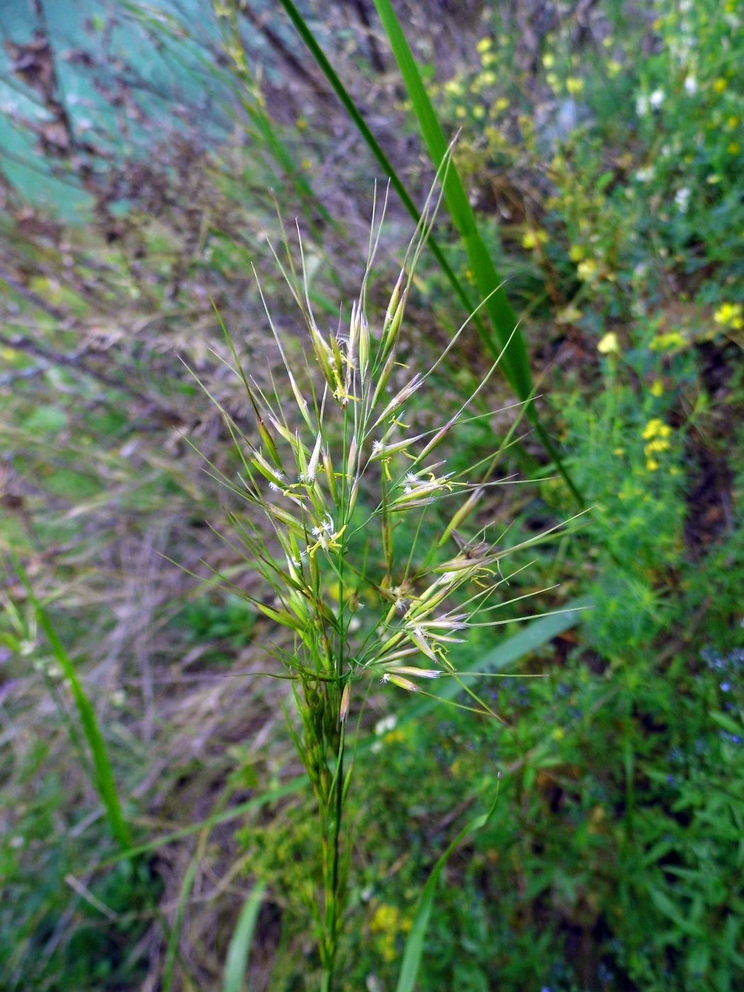 Изображение особи Achnatherum sibiricum.