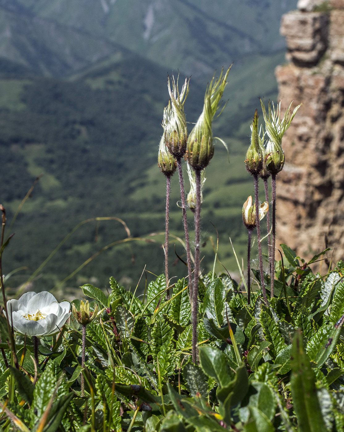 Изображение особи Dryas caucasica.
