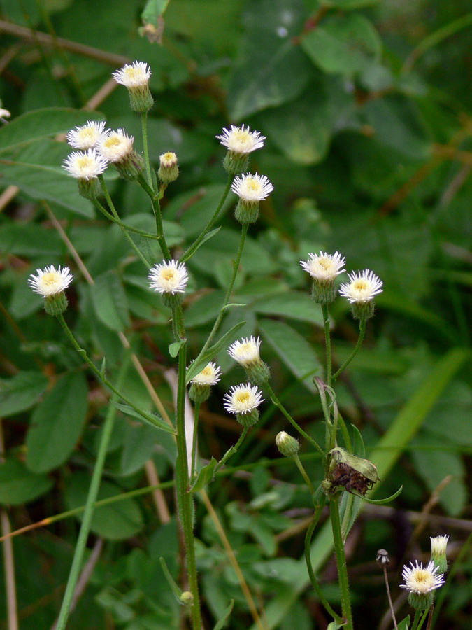 Изображение особи Erigeron acris.