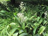 Arthropodium cirratum