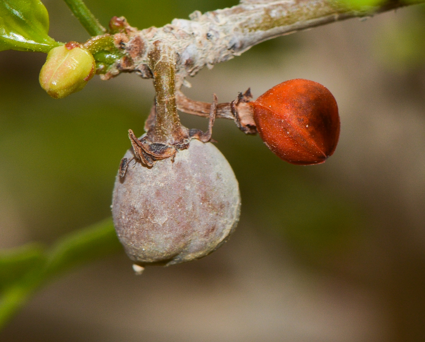 Image of Commiphora gileadensis specimen.