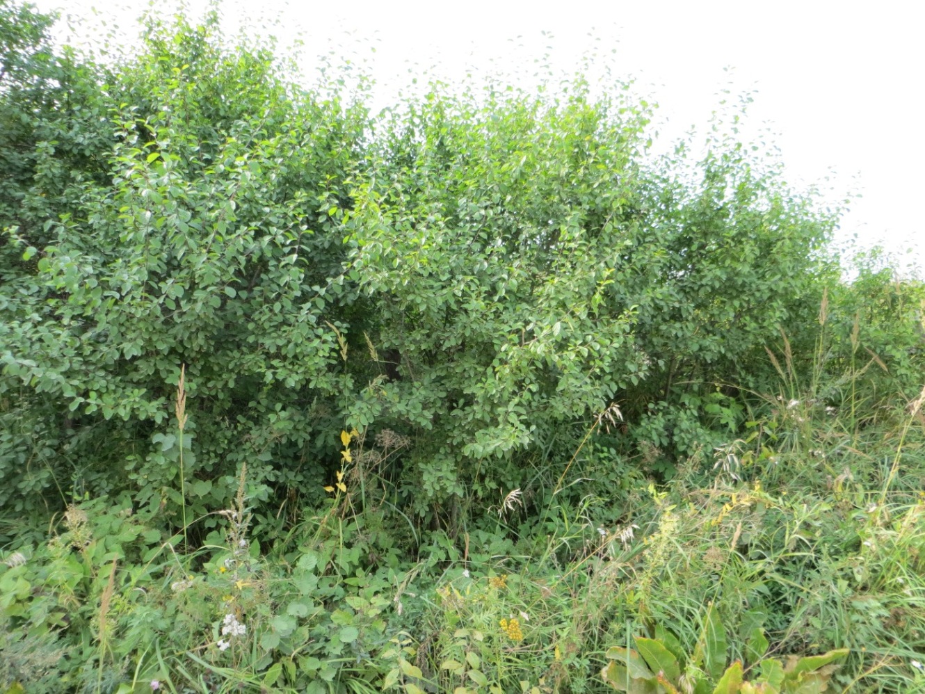 Image of familia Rosaceae specimen.