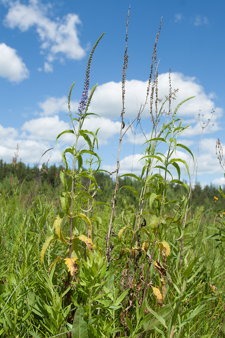 Image of Veronica longifolia specimen.