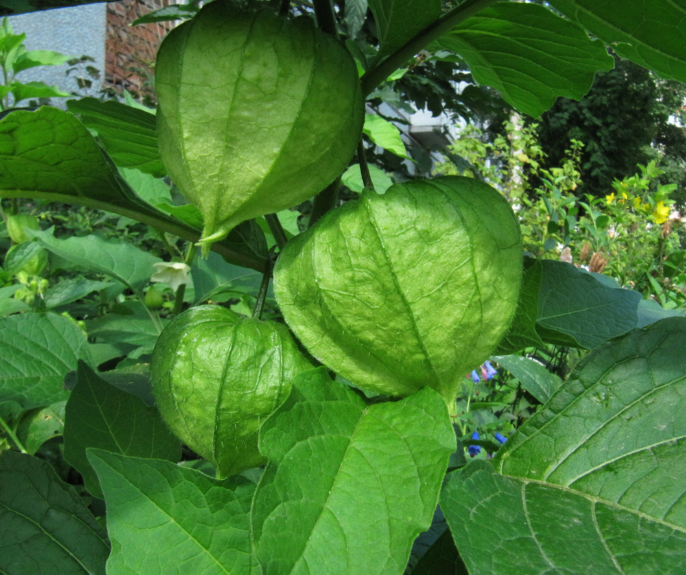 Image of Alkekengi officinarum specimen.