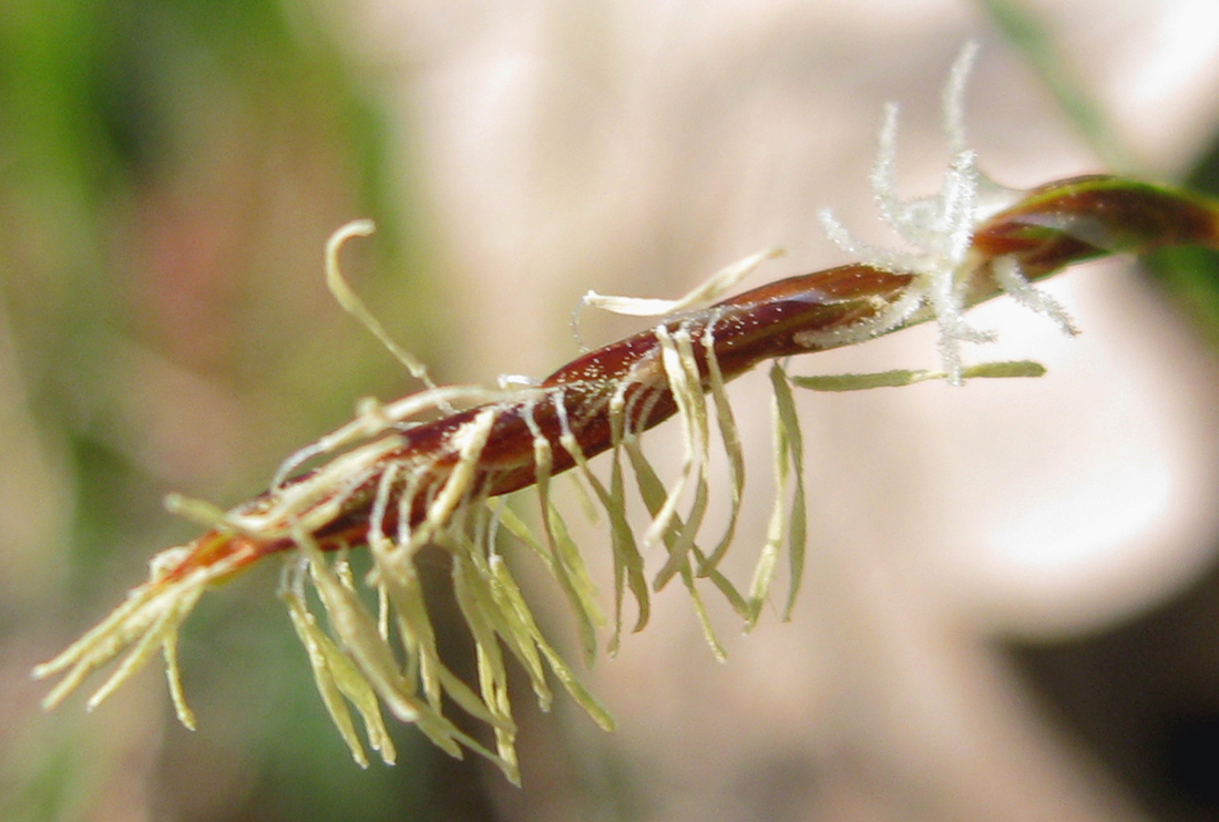 Image of Carex supina specimen.