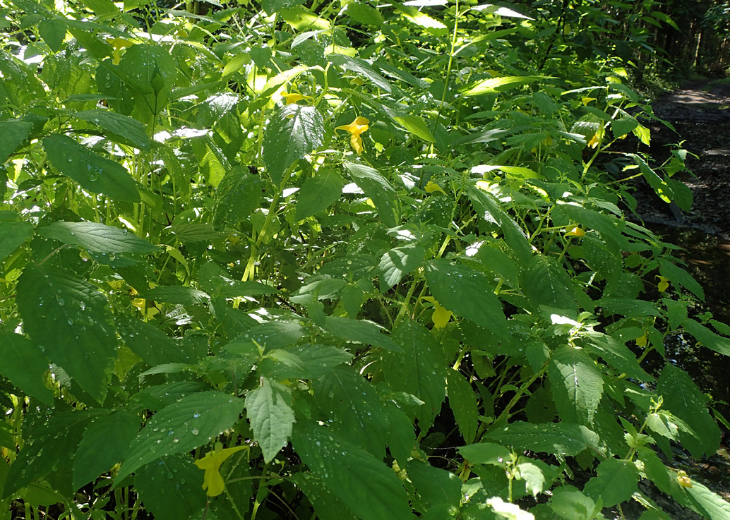 Image of Impatiens noli-tangere specimen.