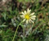 Youngia tenuifolia