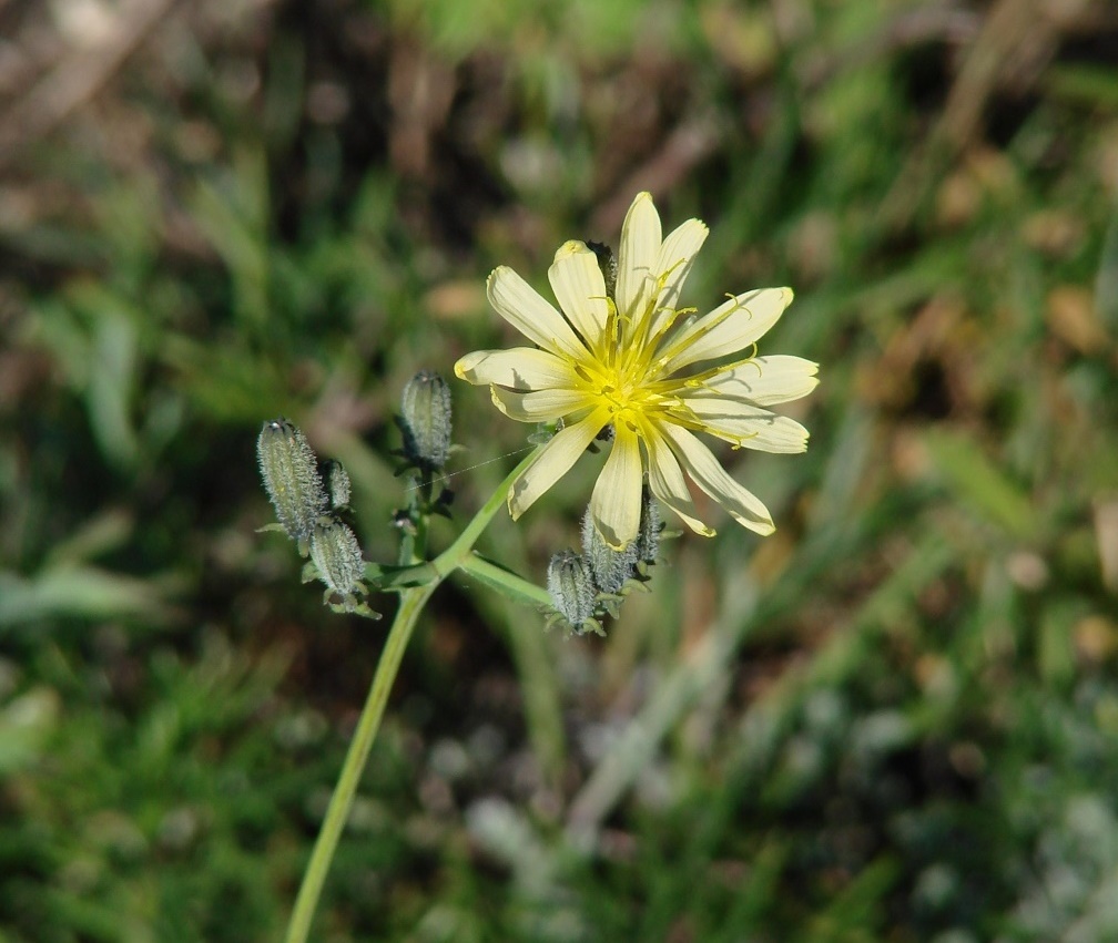 Изображение особи Youngia tenuifolia.