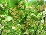 Tilia platyphyllos. Ветвь с соцветиями. Украина, Николаевская обл., Николаевский горсовет, г. Николаев, Заводской р-н, Намыв, парк \"Лески\". 24.05.2012.
