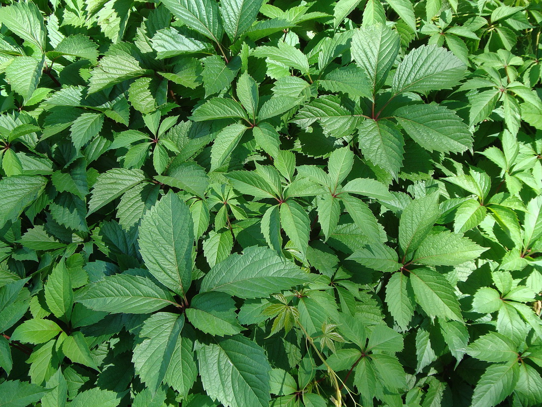 Image of Parthenocissus inserta specimen.