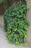 Hedera algeriensis. Часть культивируемого растения. Италия, обл. Тоскана, г. Флоренция, ул. Лоренцо Великолепного (via Lorenzo il Magnifico), в культуре. 4 июня 2017 г.