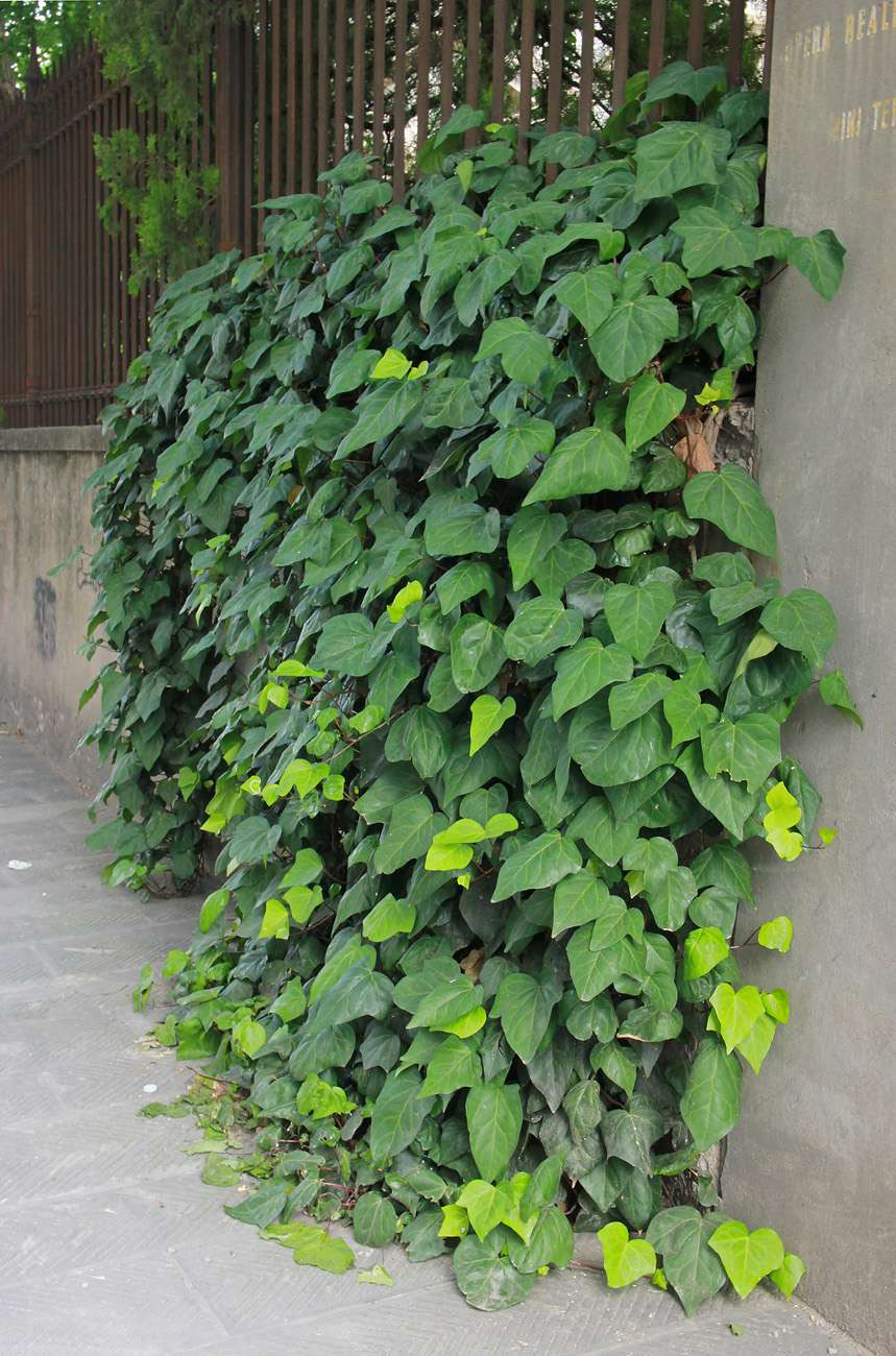 Изображение особи Hedera algeriensis.