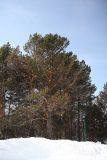 Pinus sylvestris