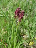 Anacamptis coriophora