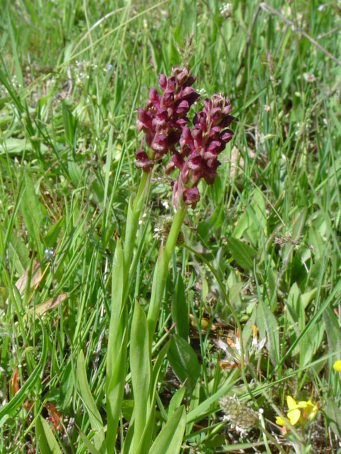 Изображение особи Anacamptis coriophora.