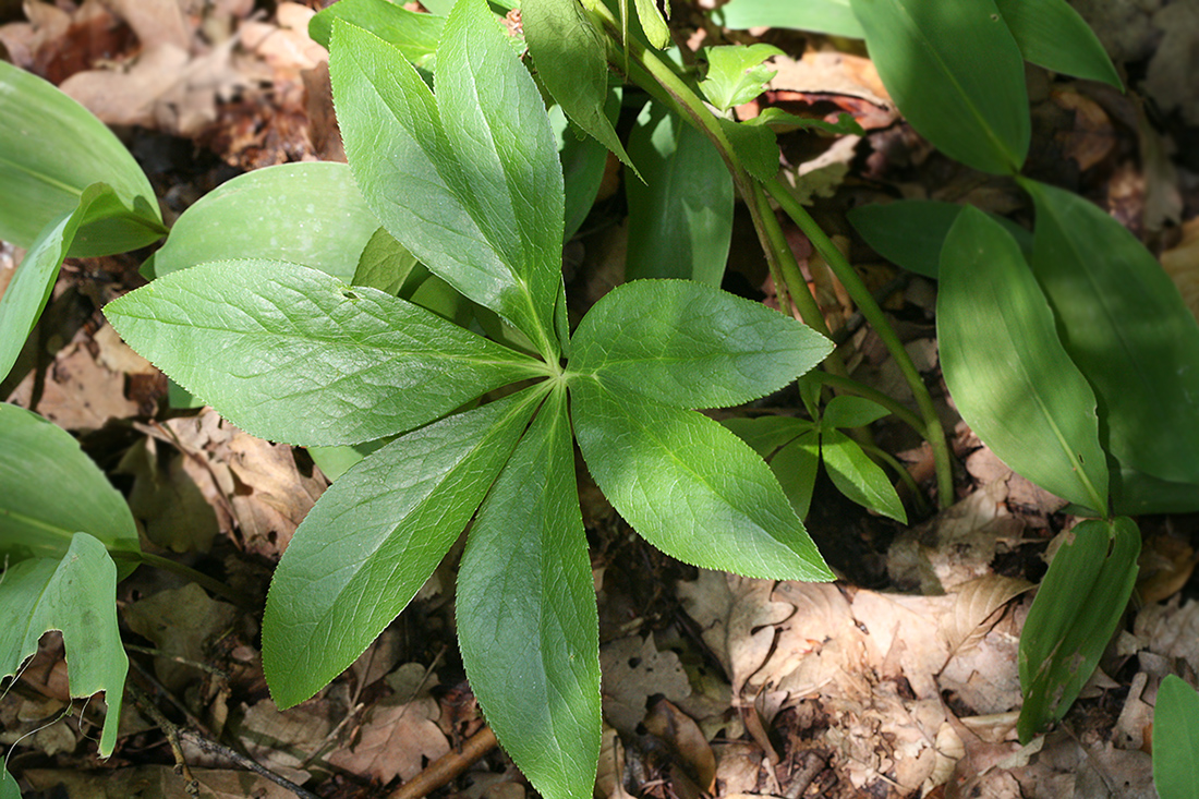 Изображение особи Helleborus orientalis.