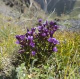 Gentianella caucasea. Цветущее растение. Кабардино-Балкария, южный склон Эльбруса, тропа к Терскольской обсерватории, по которой ходят работники обсерватории, выс. около 2900 м н.у.м. 20.08.2009.