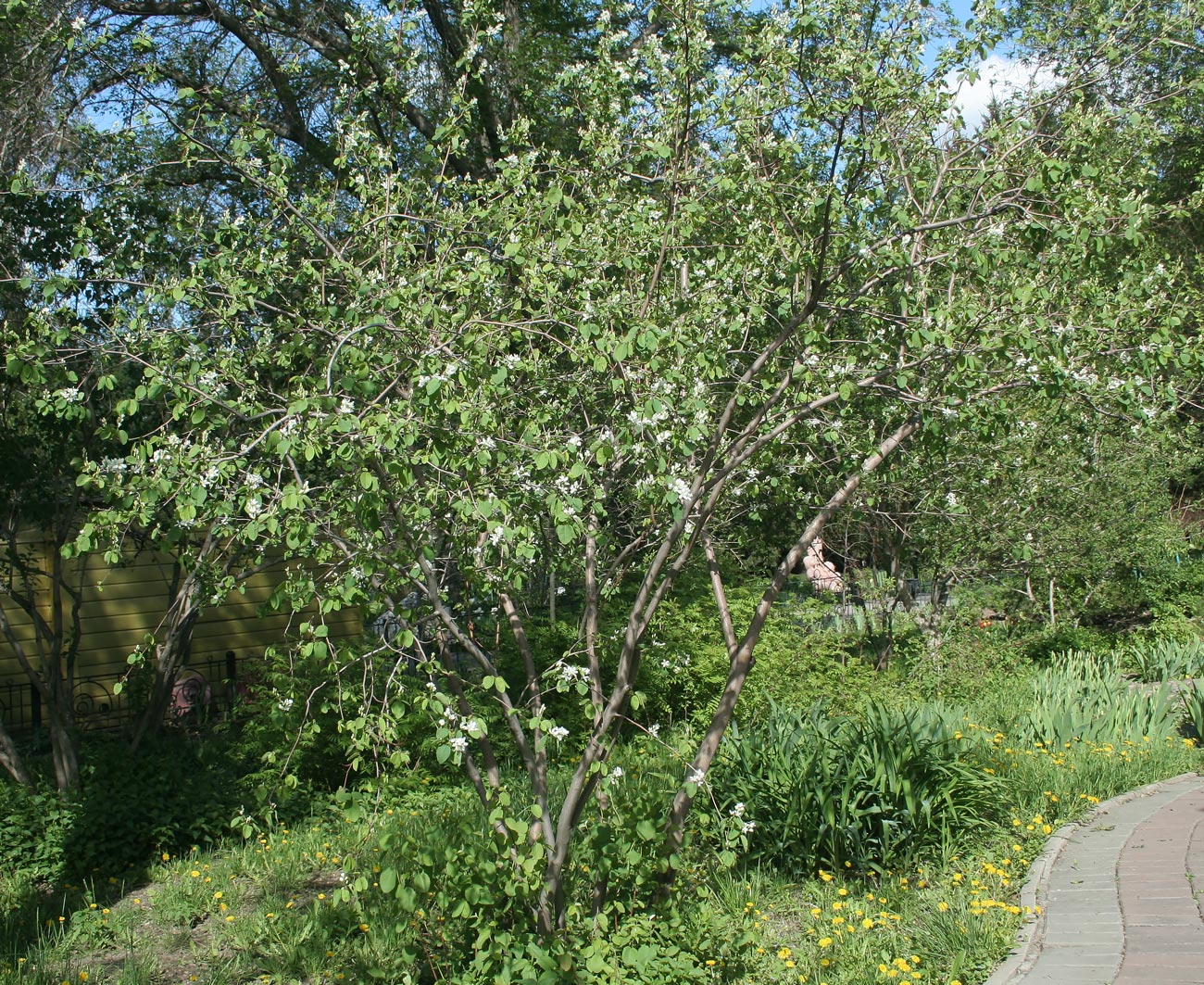 Изображение особи род Amelanchier.